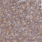 Anti-MAPRE1 Antibody