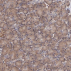 Immunohistochemical staining of human pancreas shows weak cytoplasmic positivity in exocrine glandular cells.
