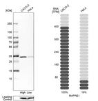 Western blot analysis in human cell lines Caco-2 and HeLa using Anti-MAPRE1 antibody. Corresponding MAPRE1 RNA-seq data are presented for the same cell lines. Loading control: Anti-PPIB.