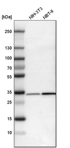 Western blot analysis in mouse cell line NIH-3T3 and rat cell line NBT-II.