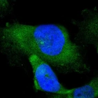 Immunofluorescent staining of human cell line U-251 MG shows localization to cytosol & microtubule organizing center.