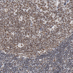 Immunohistochemical staining of human lymph node shows moderate nuclear positivity in germinal center cells.