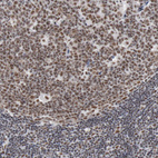 Anti-BUB3 Antibody