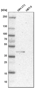 Western blot analysis in mouse cell line NIH-3T3 and rat cell line NBT-II.