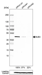 Western blot analysis in HEK293 cells transfected with control siRNA, target specific siRNA probe #1 and #2, using Anti-BUB3 antibody. Remaining relative intensity is presented. Loading control: Anti-PPIB.