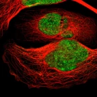 Immunofluorescent staining of human cell line U-2 OS shows localization to nucleoplasm.