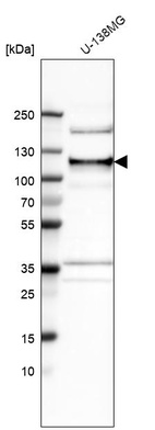 Anti-ANKLE2 Antibody