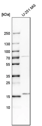Western blot analysis in human cell line U-251 MG.