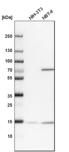 Western blot analysis in mouse cell line NIH-3T3 and rat cell line NBT-II.