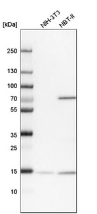 Anti-UBL4A Antibody