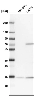 Western blot analysis in mouse cell line NIH-3T3 and rat cell line NBT-II.