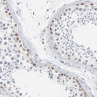 Immunohistochemical staining of human testis shows moderate nuclear positivity in cells in seminiferous ducts.