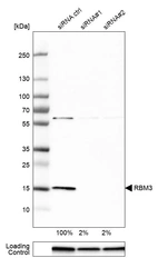 Western blot analysis in U-251MG cells transfected with control siRNA, target specific siRNA probe #1 and #2, using Anti-RBM3 antibody. Remaining relative intensity is presented. Loading control: Anti-GAPDH.