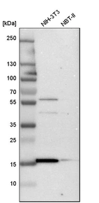Western blot analysis in mouse cell line NIH-3T3 and rat cell line NBT-II.