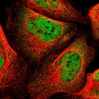 Immunofluorescent staining of human cell line U-2 OS shows localization to nucleoplasm.
