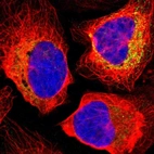 Immunofluorescent staining of human cell line U-2 OS shows localization to mitochondria.