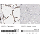Anti-ASMTL Antibody