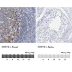 Anti-P2RY8 Antibody