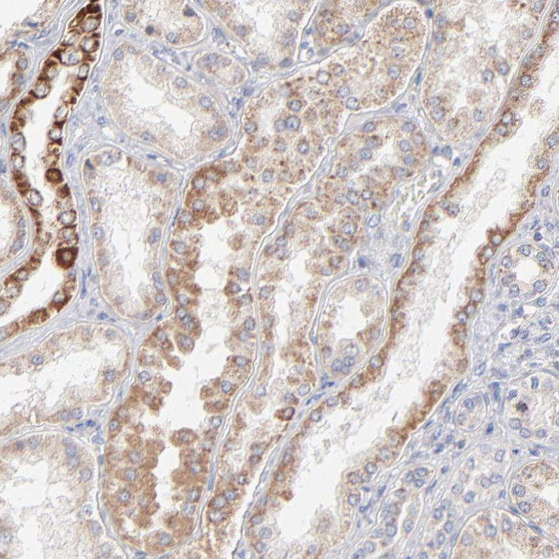 Anti-MRPL58 Antibody