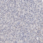 Immunohistochemical staining of human pancreas shows very weak granular cytoplasmic positivity in exocrine glandular cells.