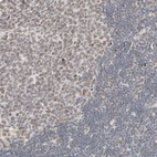Anti-MAD1L1 Antibody