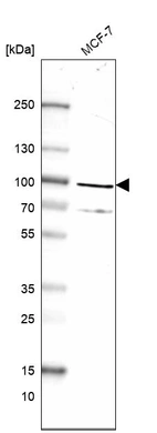 Western blot analysis in human cell line MCF-7.