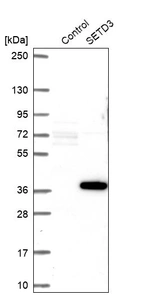 Western blot analysis in control (vector only transfected HEK293T lysate) and SETD3 over-expression lysate (Co-expressed with a C-terminal myc-DDK tag (~3.1 kDa) in mammalian HEK293T cells, LY404739).