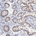 Immunohistochemical staining of human small intestine shows moderate cytoplasm granular positivity in glandular cells.