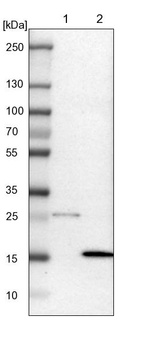 Anti-DNAL4 Antibody