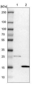 Lane 1: NIH-3T3 cell lysate (Mouse embryonic fibroblast cells)_br/_Lane 2: NBT-II cell lysate (Rat Wistar bladder tumour cells)