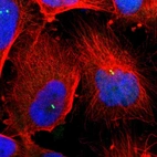 Immunofluorescent staining of human cell line U-251 MG shows localization to centrosome.