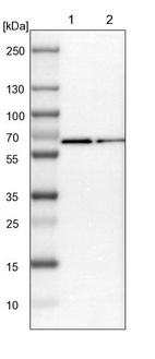Lane 1: NIH-3T3 cell lysate (Mouse embryonic fibroblast cells)_br/_Lane 2: NBT-II cell lysate (Rat Wistar bladder tumour cells)