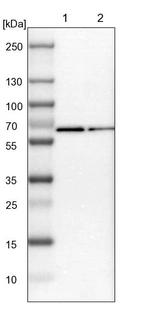 Lane 1: NIH-3T3 cell lysate (Mouse embryonic fibroblast cells)_br/_Lane 2: NBT-II cell lysate (Rat Wistar bladder tumour cells)