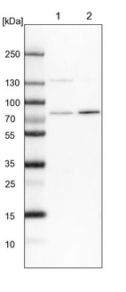 Lane 1: NIH-3T3 cell lysate (Mouse embryonic fibroblast cells)_br/_Lane 2: NBT-II cell lysate (Rat Wistar bladder tumour cells)