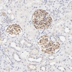 Immunohistochemical staining of human Kidney shows moderate positivity in extracellular matrix in cells in glomeruli.