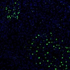 Anti-ZNF3 Antibody