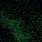 Immunofluorescence staining of mouse piriform cortex shows nuclear staining in the neurons of layer 2.