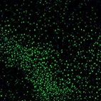 Immunofluorescence staining of mouse piriform cortex shows nuclear staining in the neurons of layer 2.