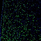 Immunofluorescence staining of mouse hypothalamus shows nuclear positivity in the neurons of medial preoptic area.