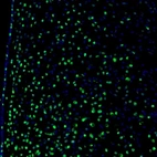 Immunofluorescence staining of mouse hypothalamus shows nuclear positivity in the neurons of medial preoptic area.