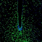 Immunofluorescence staining of mouse hypothalamus shows nuclear immunoreactivity in the neurons in the arcuate nucleus.