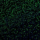 Immunofluorescence staining of mouse visual cortex shows nuclear positivity in neurons.