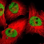 Immunofluorescent staining of human cell line U-251 MG shows localization to nucleoplasm.