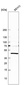 Anti-ERICH1 Antibody