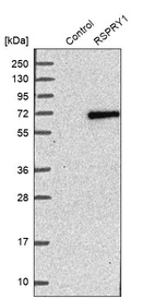 Western blot analysis in control (vector only transfected HEK293T lysate) and RSPRY1 over-expression lysate (Co-expressed with a C-terminal myc-DDK tag (~3.1 kDa) in mammalian HEK293T cells, LY408831).