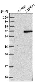 Western blot analysis in control (vector only transfected HEK293T lysate) and RSPRY1 over-expression lysate (Co-expressed with a C-terminal myc-DDK tag (~3.1 kDa) in mammalian HEK293T cells, LY408831).