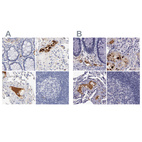 Anti-APOH Antibody