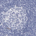 Immunohistochemical staining of human lymph node using Anti-APOH antibody HPA003732.