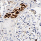 Immunohistochemical staining of human kidney using Anti-APOH antibody HPA003732.