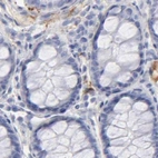 Immunohistochemical staining of human colon using Anti-APOH antibody HPA003732.